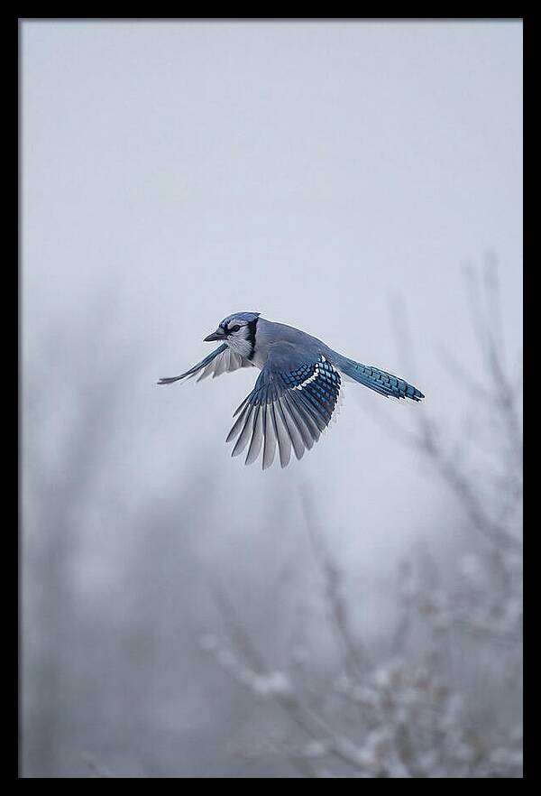 Blue Jay In Mid Flight