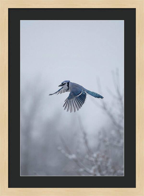 Blue Jay In Mid Flight