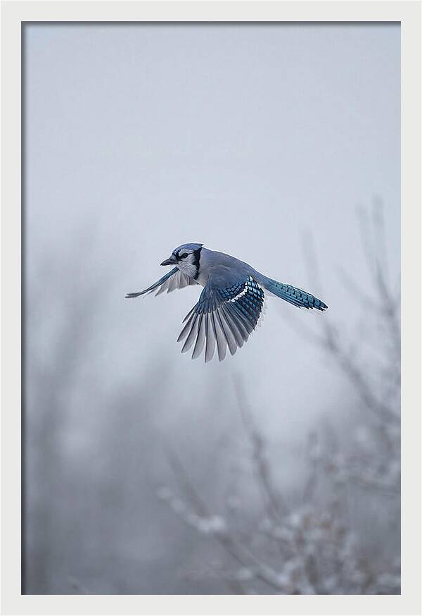 Blue Jay In Mid Flight