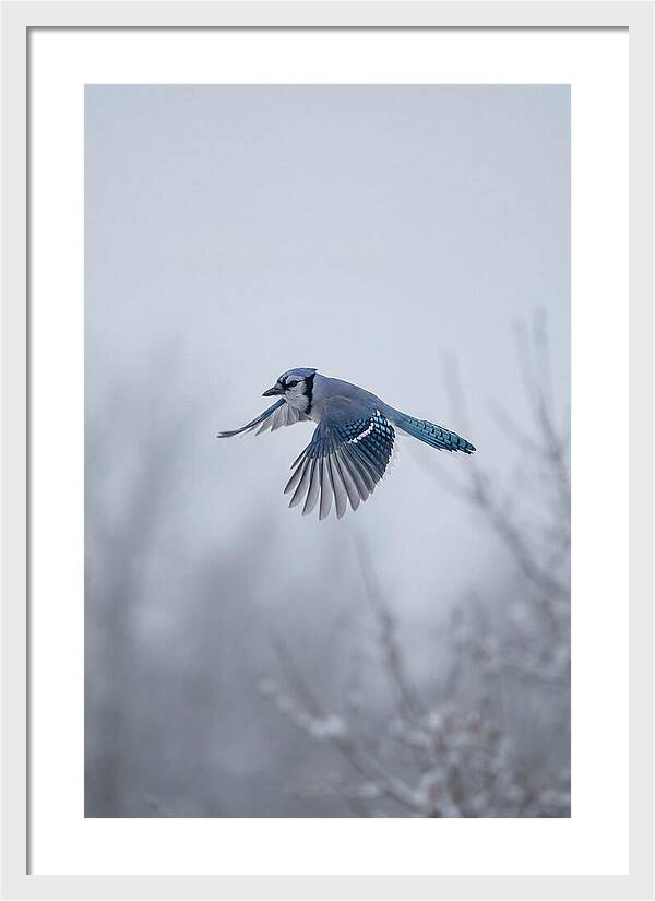 Blue Jay In Mid Flight