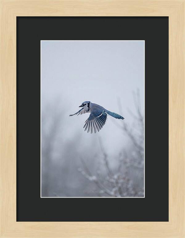 Blue Jay In Mid Flight