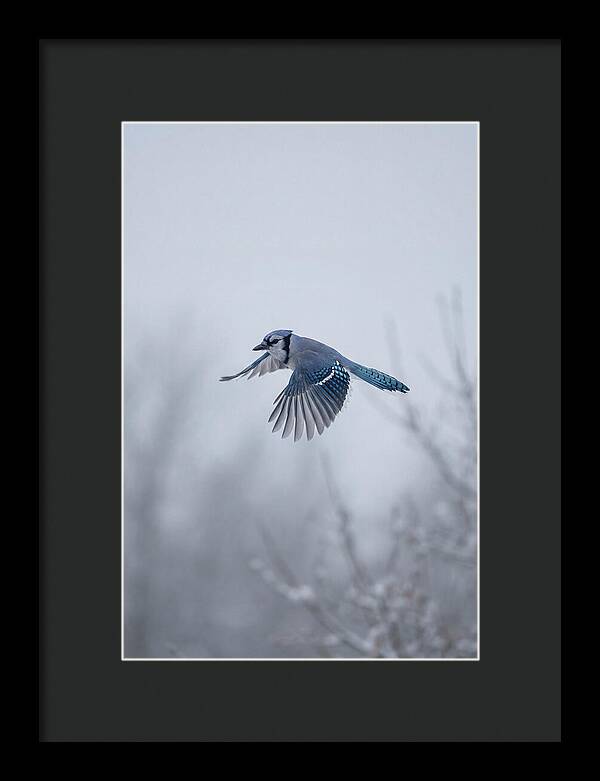 Blue Jay In Mid Flight