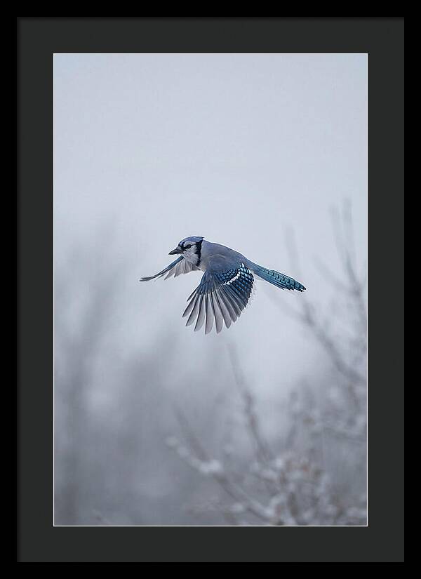 Blue Jay In Mid Flight