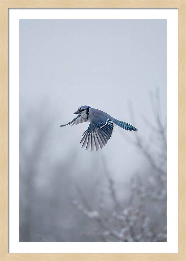 Blue Jay In Mid Flight