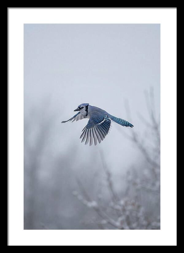 Blue Jay In Mid Flight