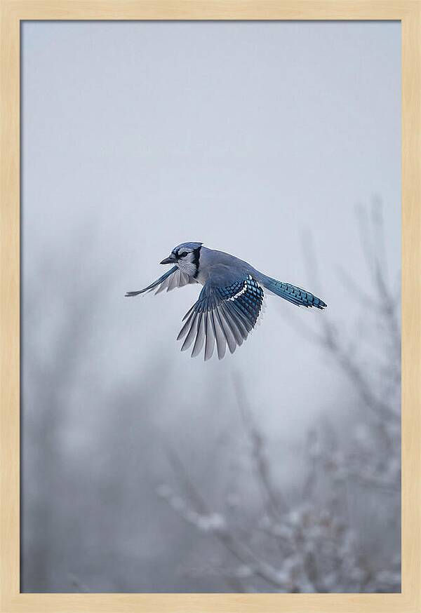Blue Jay In Mid Flight