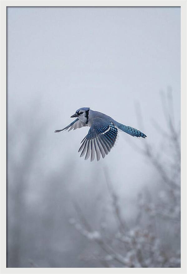 Blue Jay In Mid Flight