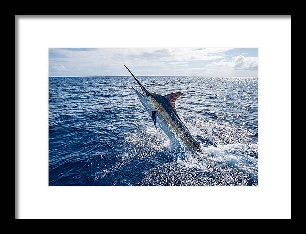 Blue Marlin Leaping