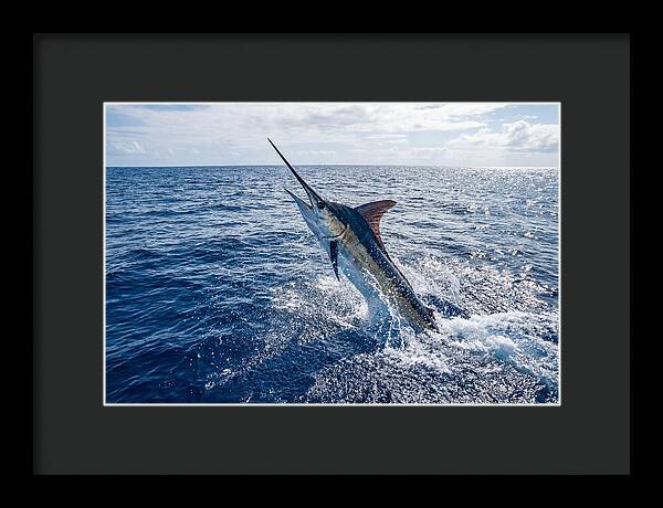 Blue Marlin Leaping