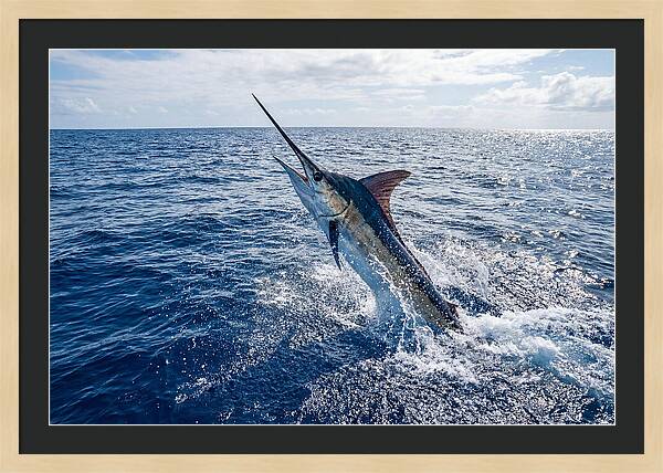 Blue Marlin Leaping