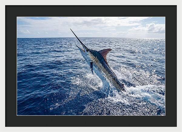 Blue Marlin Leaping