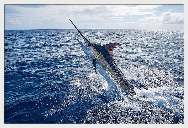 Blue Marlin Leaping