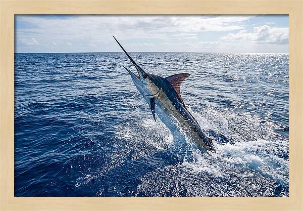 Blue Marlin Leaping