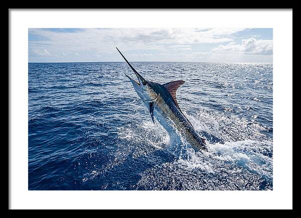 Blue Marlin Leaping