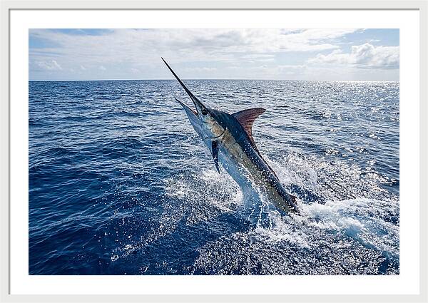 Blue Marlin Leaping