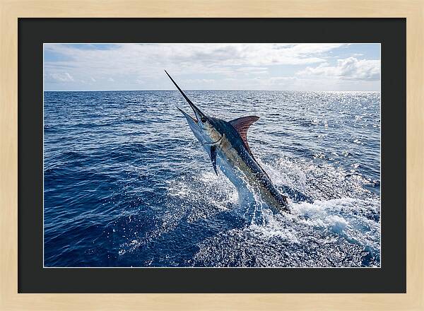Blue Marlin Leaping