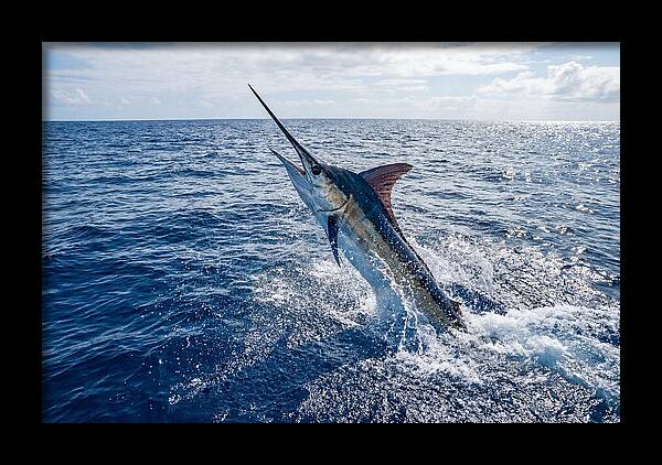 Blue Marlin Leaping