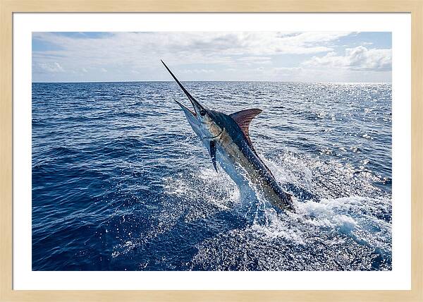 Blue Marlin Leaping
