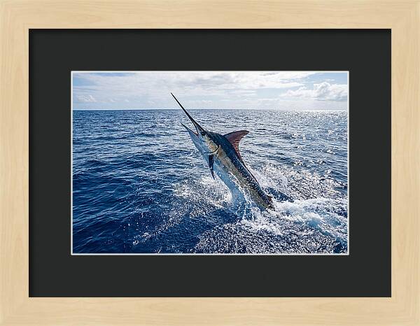 Blue Marlin Leaping