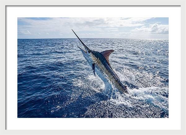 Blue Marlin Leaping