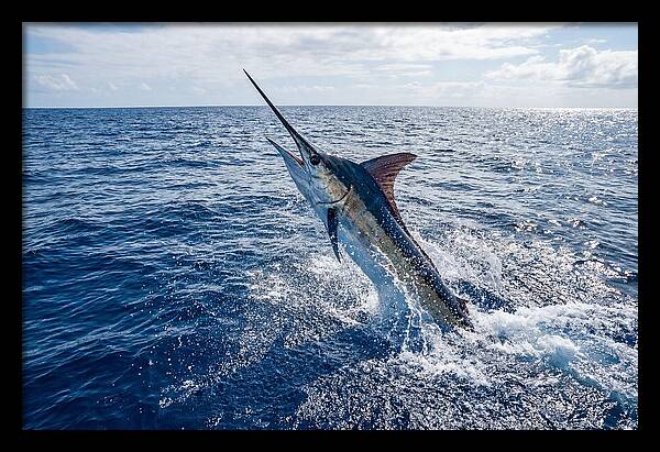Blue Marlin Leaping