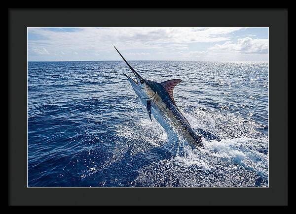 Blue Marlin Leaping