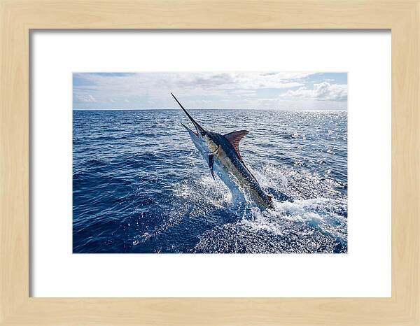 Blue Marlin Leaping