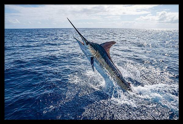 Blue Marlin Leaping