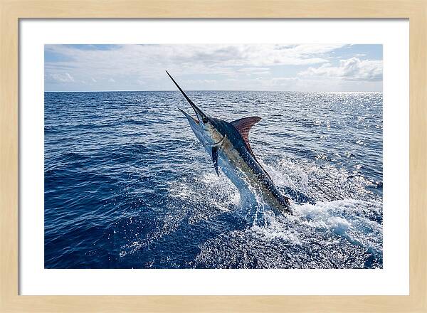 Blue Marlin Leaping