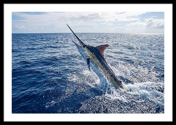 Blue Marlin Leaping