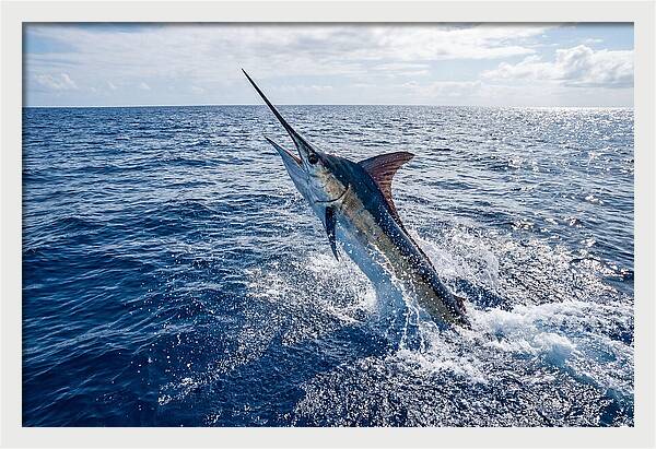 Blue Marlin Leaping