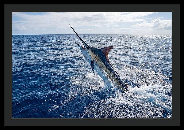 Blue Marlin Leaping