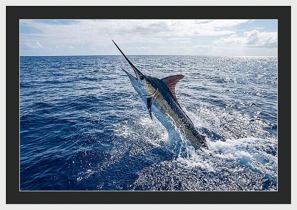 Blue Marlin Leaping