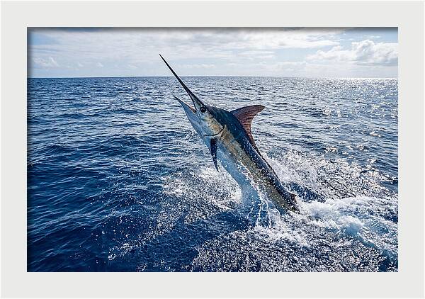 Blue Marlin Leaping