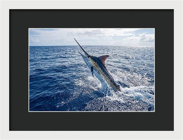 Blue Marlin Leaping