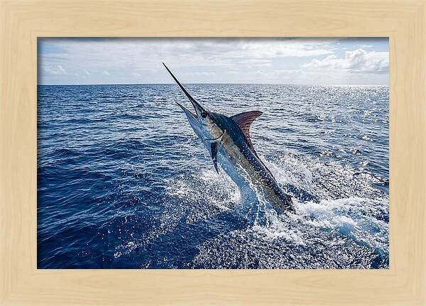 Blue Marlin Leaping