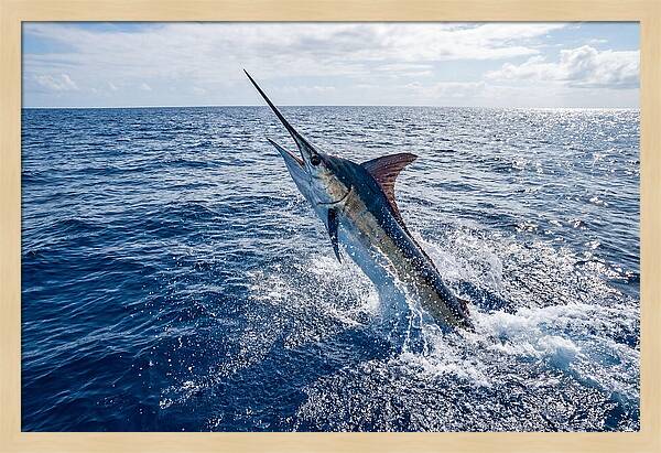Blue Marlin Leaping