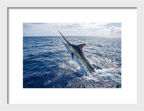 Blue Marlin Leaping