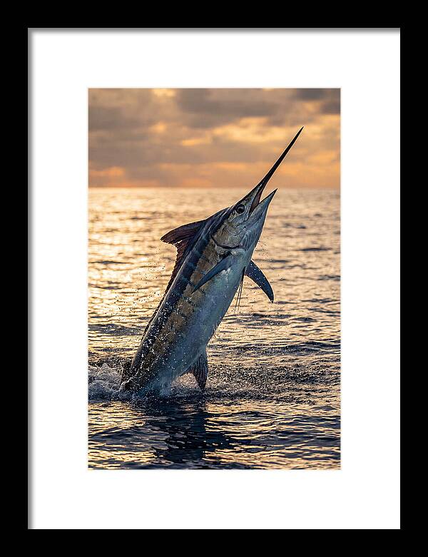 Blue Marlin Leaping Into The Sunset