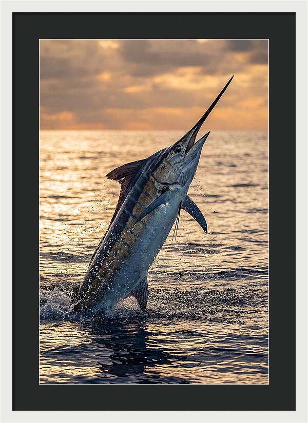 Blue Marlin Leaping Into The Sunset