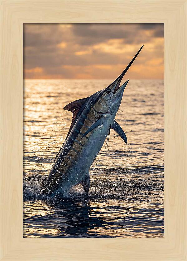 Blue Marlin Leaping Into The Sunset