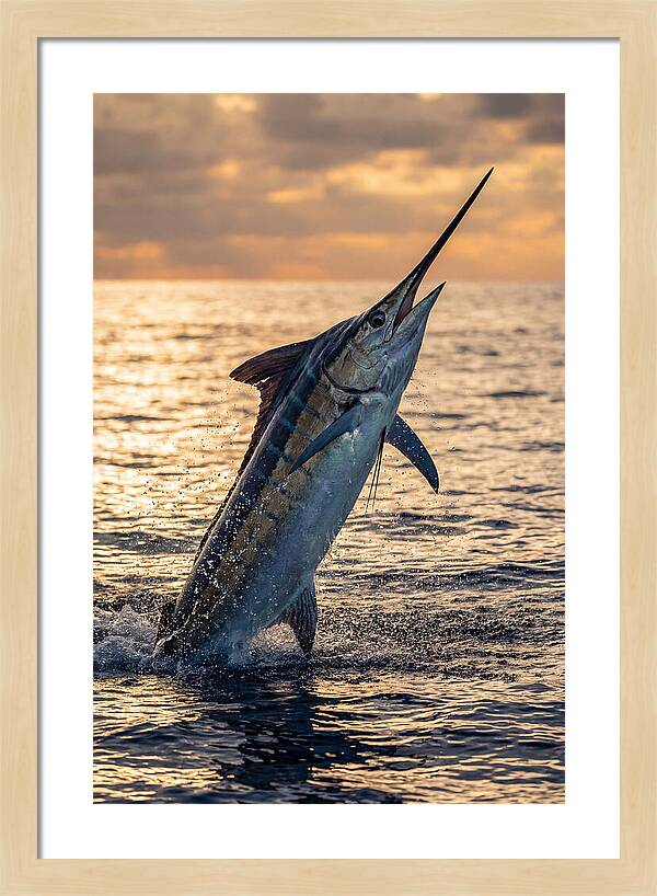 Blue Marlin Leaping Into The Sunset