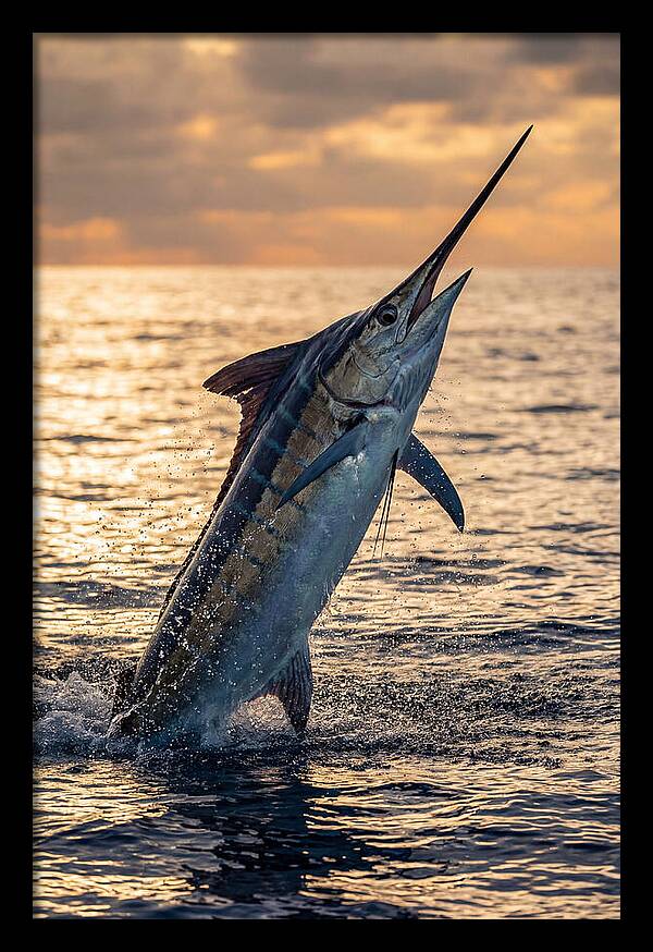 Blue Marlin Leaping Into The Sunset