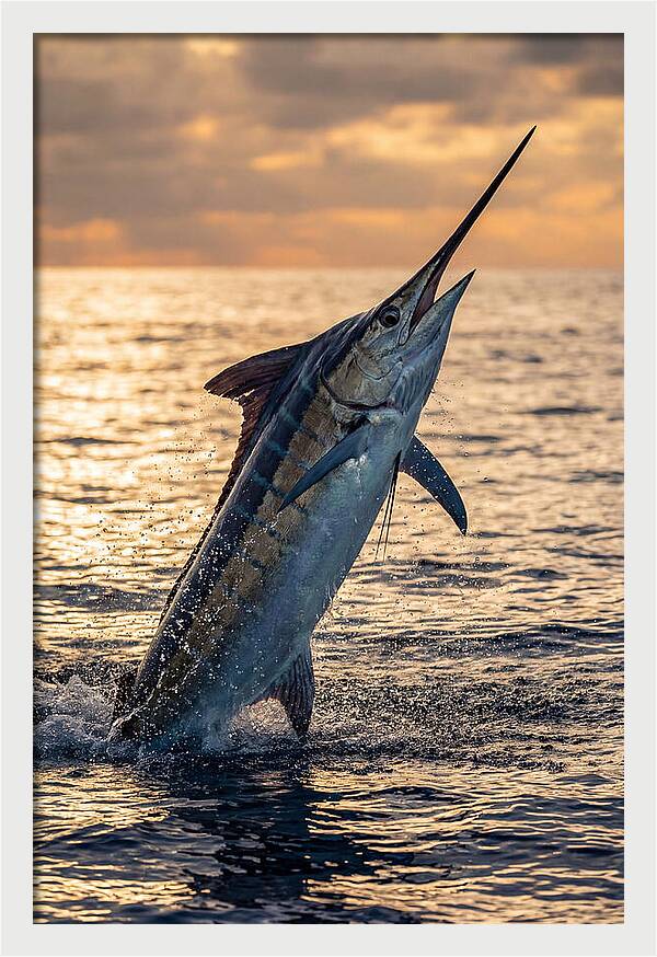 Blue Marlin Leaping Into The Sunset