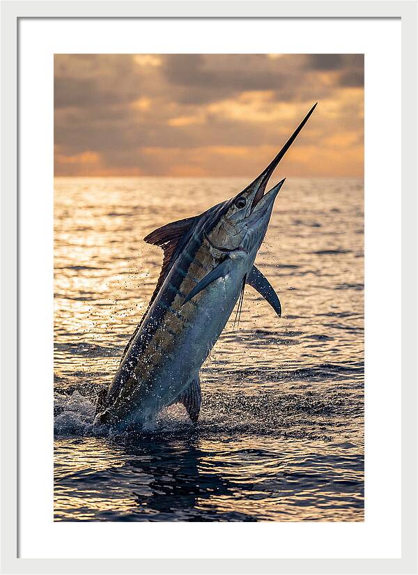 Blue Marlin Leaping Into The Sunset