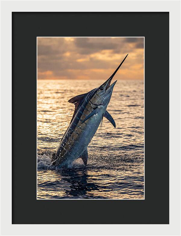 Blue Marlin Leaping Into The Sunset