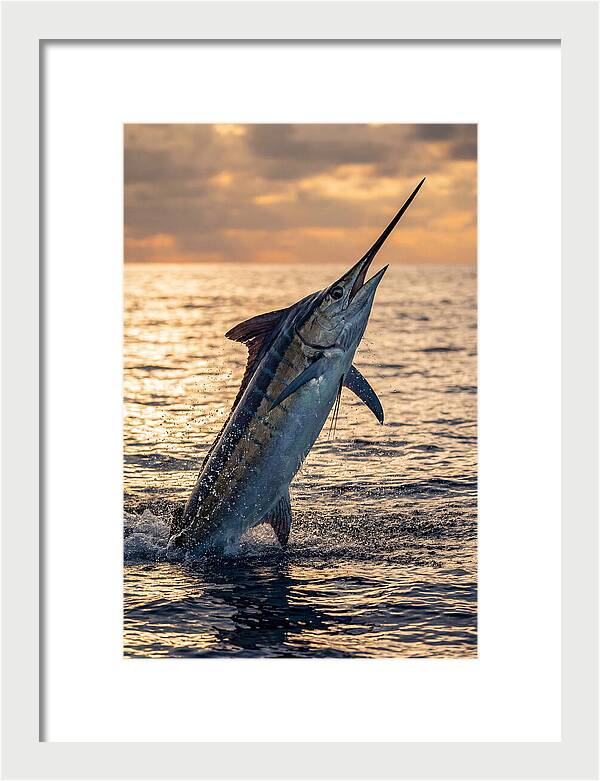 Blue Marlin Leaping Into The Sunset