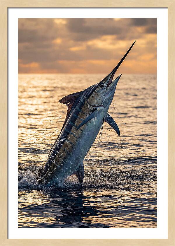 Blue Marlin Leaping Into The Sunset