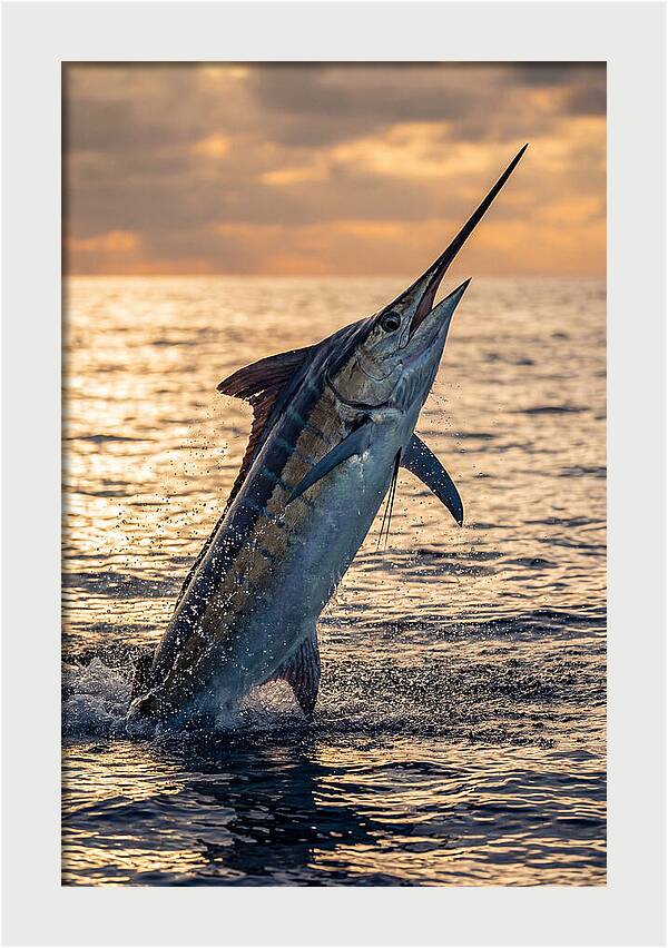 Blue Marlin Leaping Into The Sunset