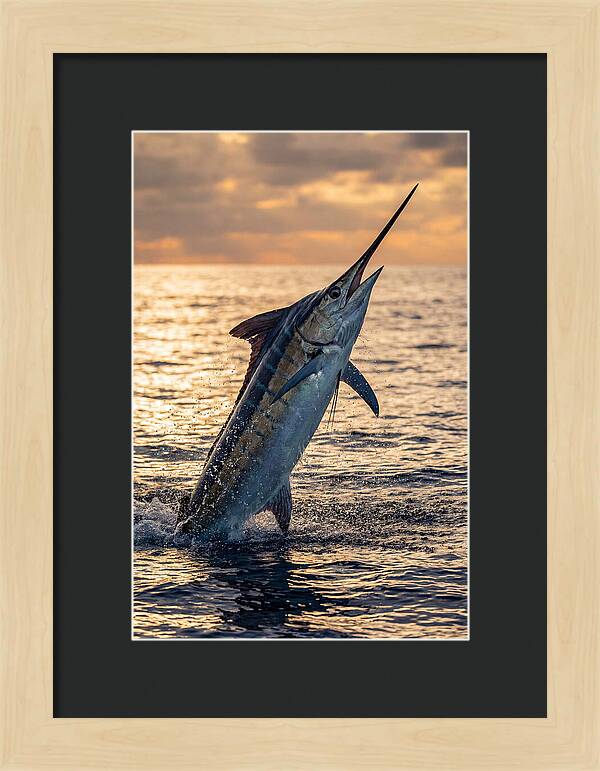 Blue Marlin Leaping Into The Sunset